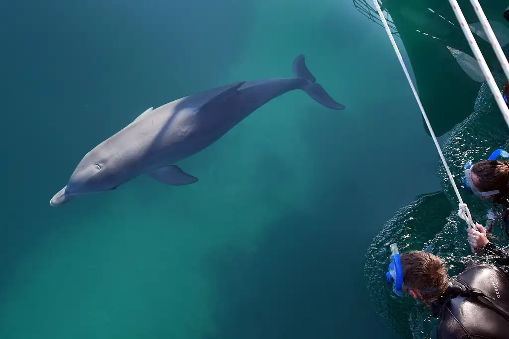 3.5-Hour Swimming with Wild Dolphins Experience