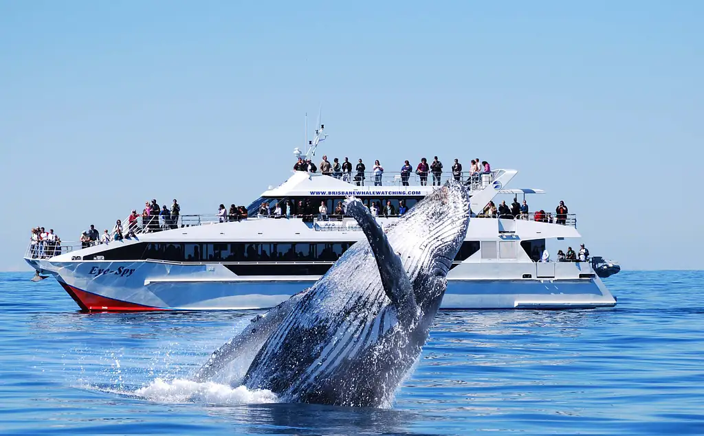 VIP Brisbane Whale Watching Adventure | Departing Redcliffe