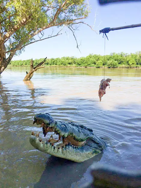 Litchfield Park Jumping Crocodile Cruise & Sunset Experience