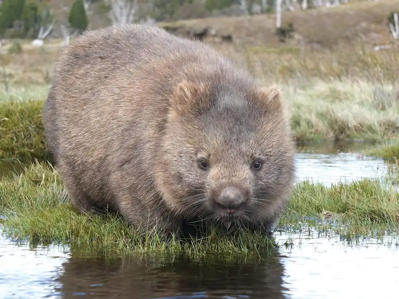 Cradle Mountain World Heritage Day Tour from Launceston