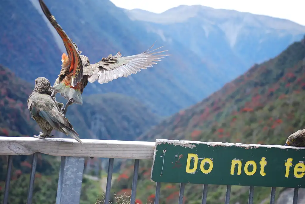 Arthur's Pass & TranzAlpine Train Day Tour