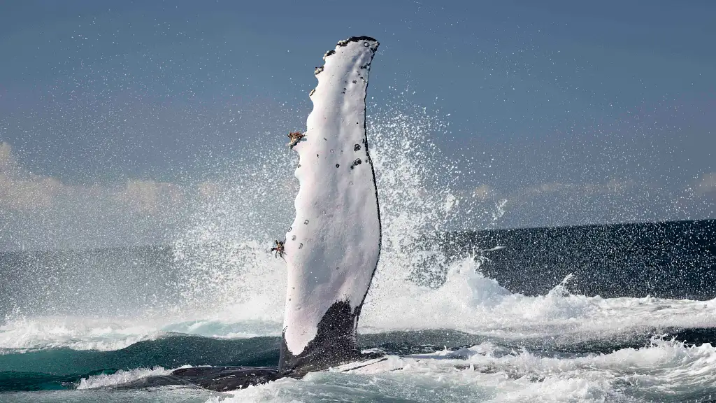 Whale Watching Tour Byron Bay