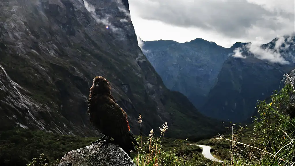 Premium Milford Sound Small-Group Tour, Cruise & Picnic Lunch from Queenstown