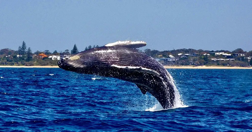 Mooloolaba Whale Watching 2 Hour Experience - Small Group