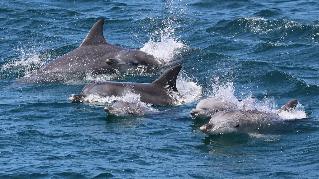 Jervis Bay Dolphin Cruise