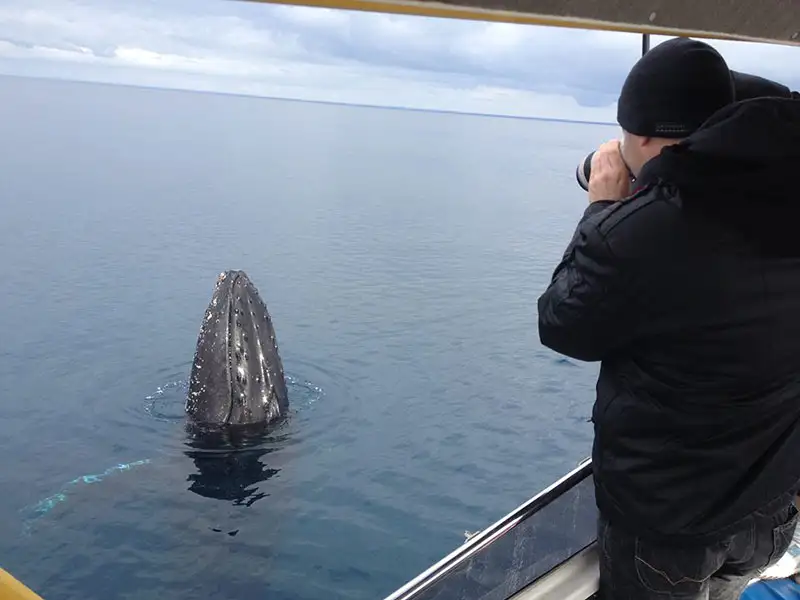 Dunsborough Whale Watching