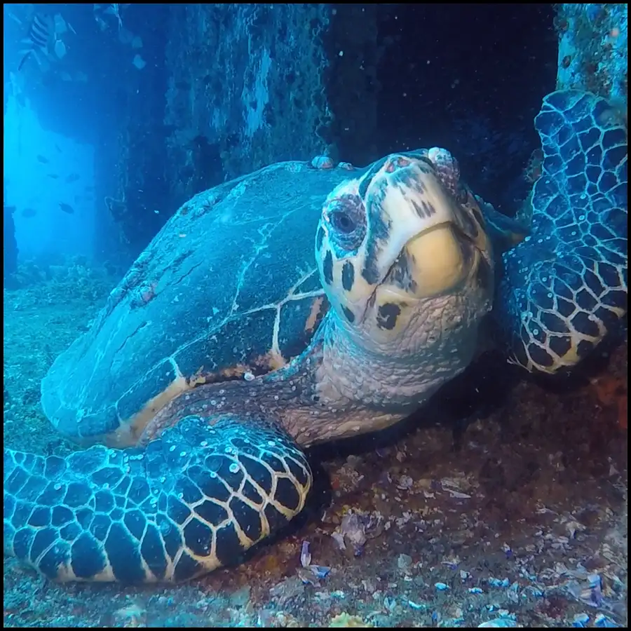 Ex-HMAS Brisbane Double Dive