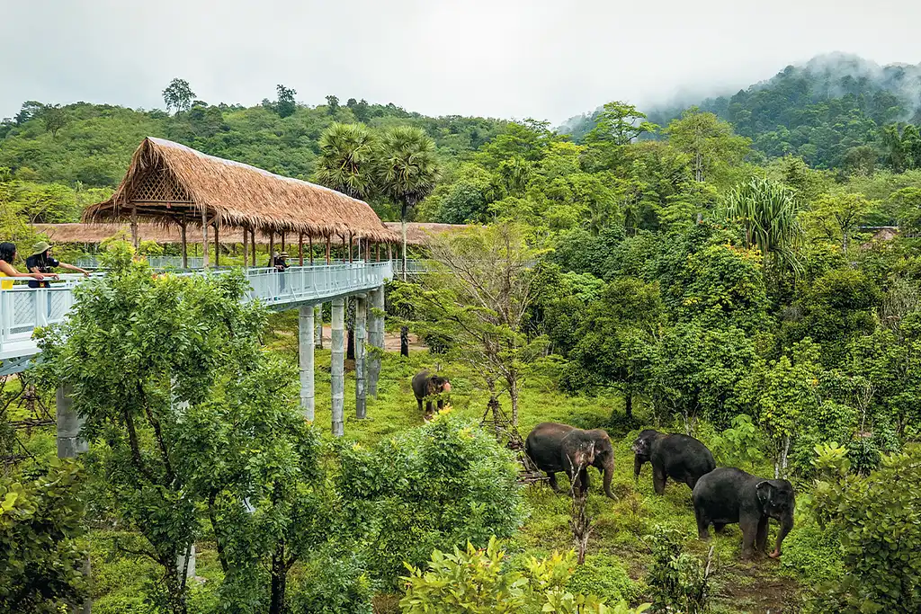 Phuket Elephant Sanctuary Canopy Walkway Program