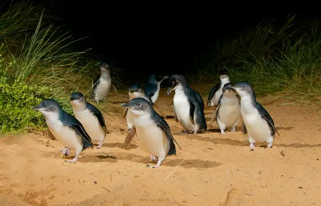 Phillip Island Penguin Parade Afternoon Tour