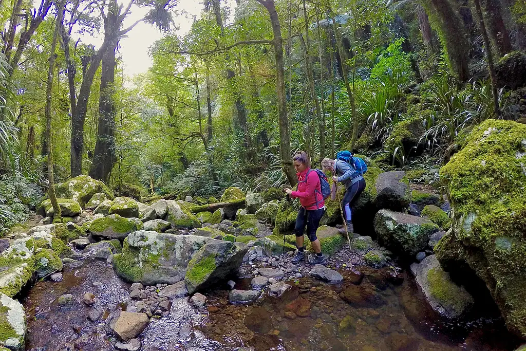 Rainforests of Lamington Wilderness Tour from the Gold Coast