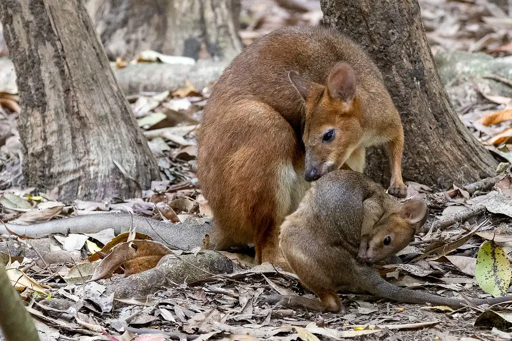 Hartley's Crocodile Adventures | Breakfast with the Koalas