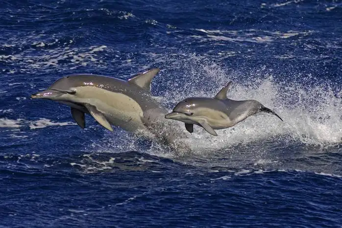 Jervis Bay Dolphin Watching - Day Trip From Sydney