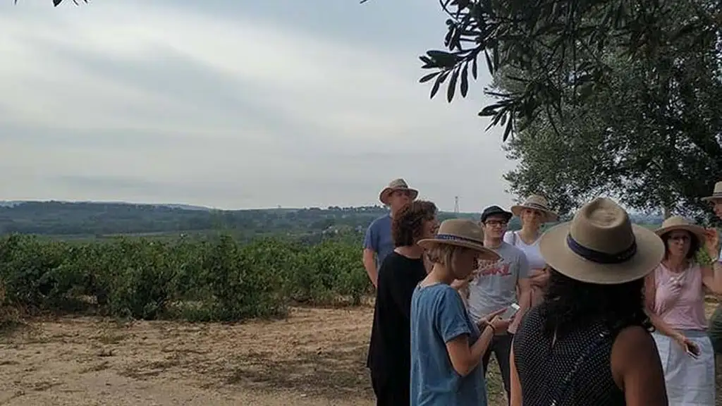 Private Wine And Cava Tour In Penedés