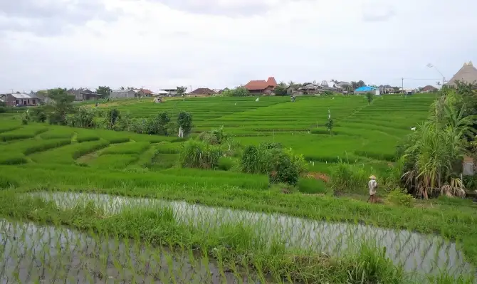 Bali Local's Tour