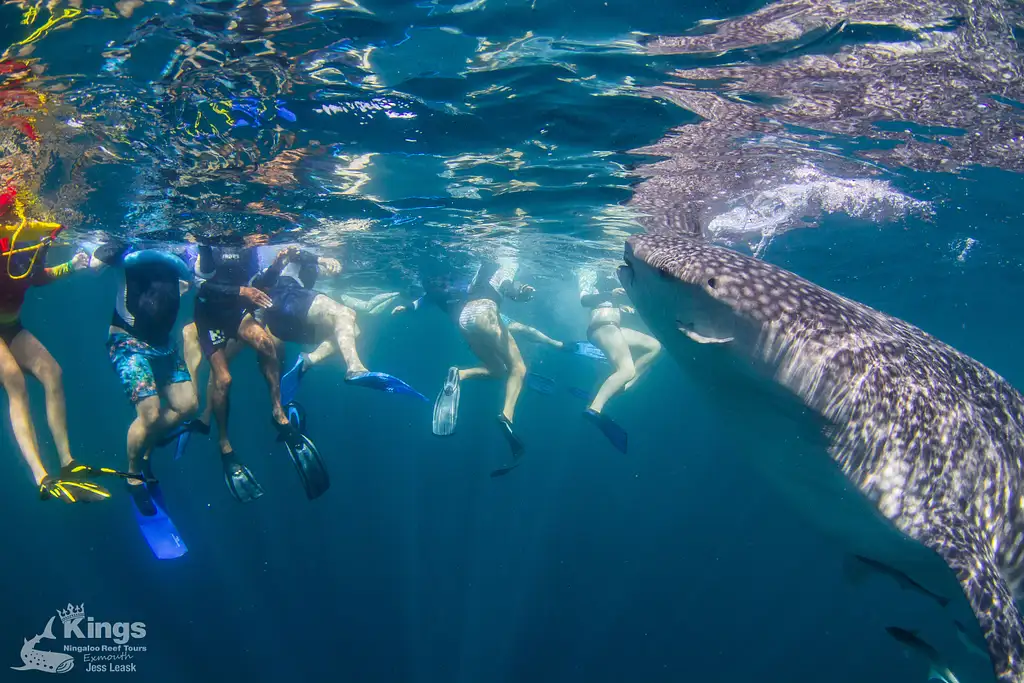 Whale Shark Snorkelling Adventure Tour (March-July) | Departing Exmouth