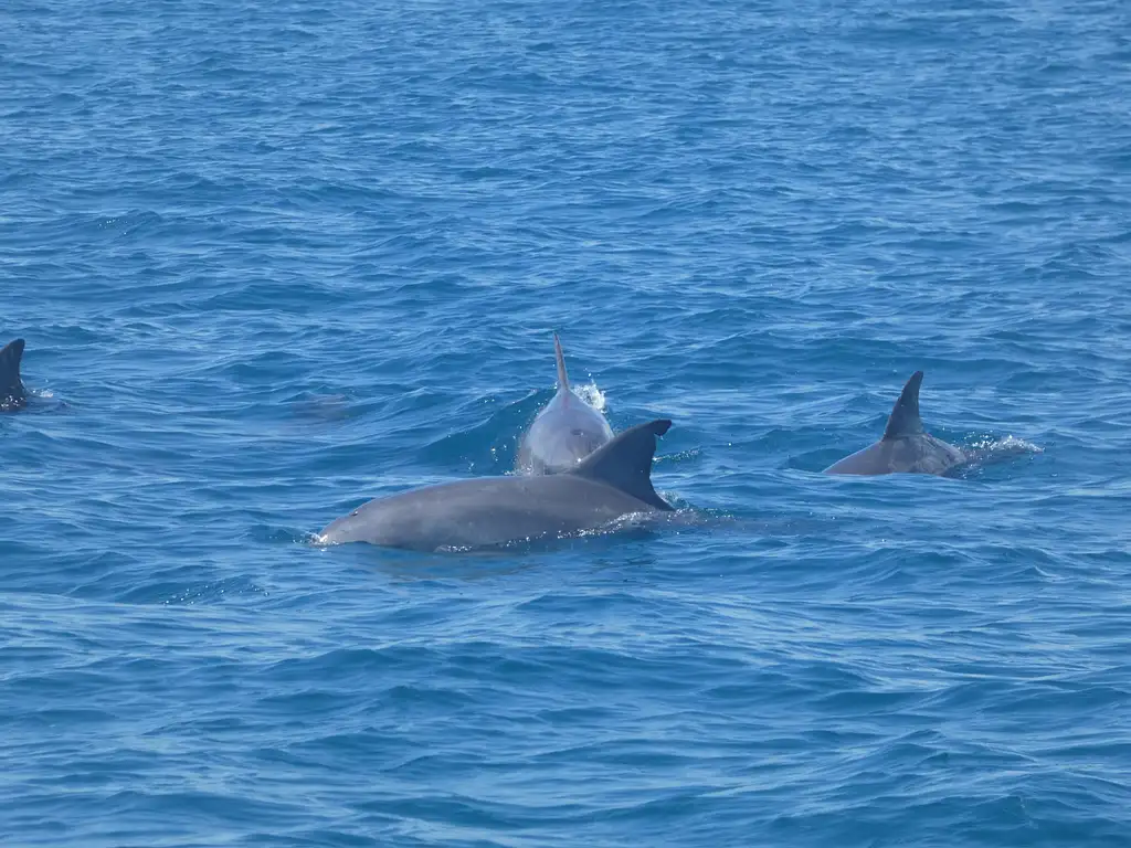 Hervey Bay Nature Cruise