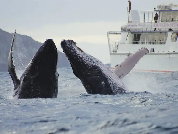 Nelson Bay Whale Watching