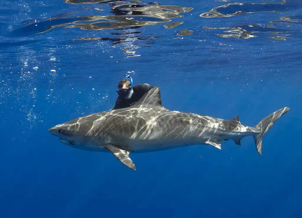 Pelagic No Cage Shark Dive Oahu