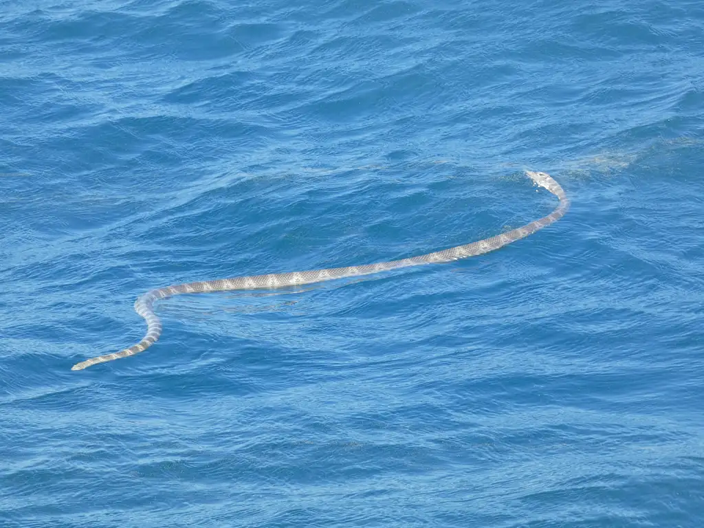 Hervey Bay Nature Cruise