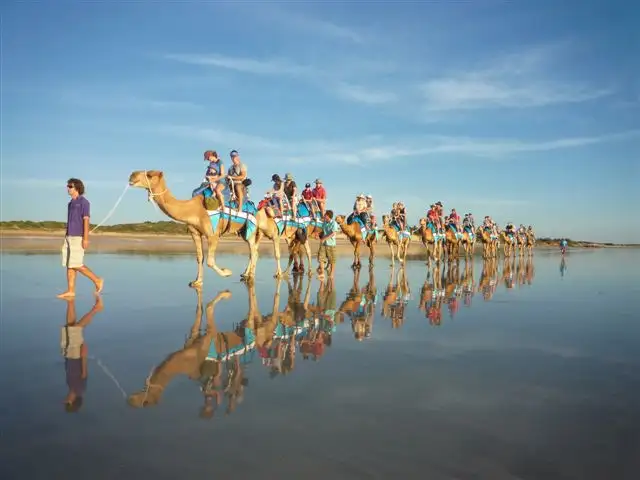 Pre-Sunset Broome Camel Tour