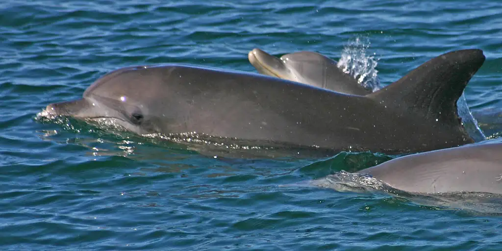 Port Stephens Dolphin Cruise & 4WD/Sandboard - Day Trip From Sydney