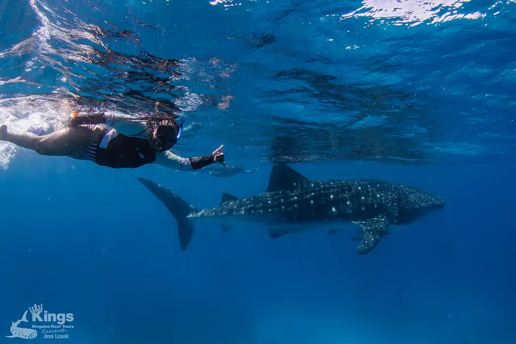 Whale Shark Snorkelling Adventure Tour (March-July) | Departing Exmouth