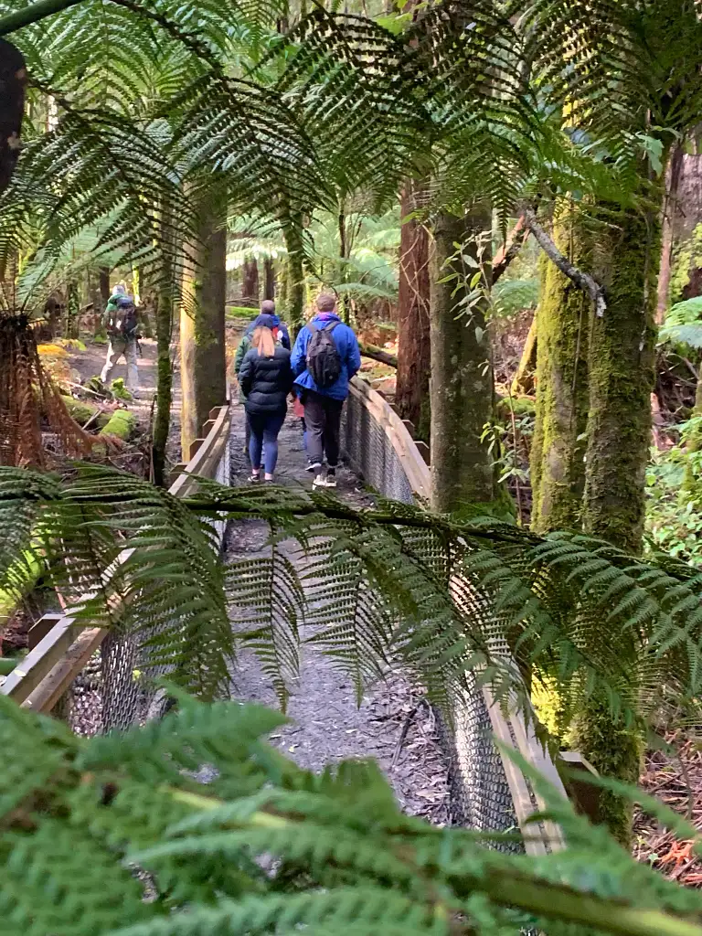 Tasmania Big Tree Hunting