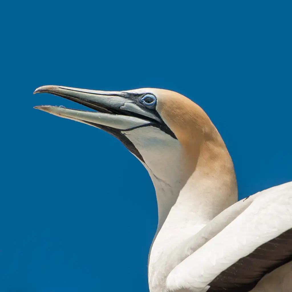 Dolphin and Seal Watching Eco Boat Tour - Mornington Peninsula