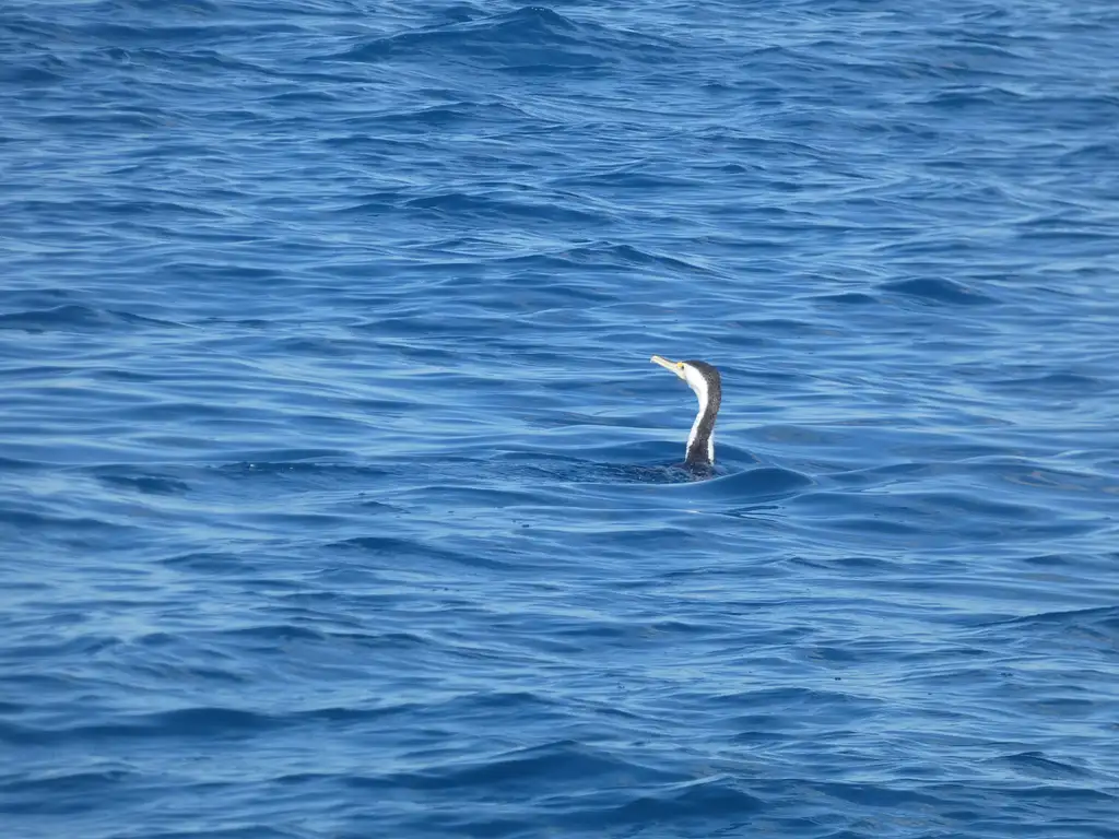 Hervey Bay Nature Cruise