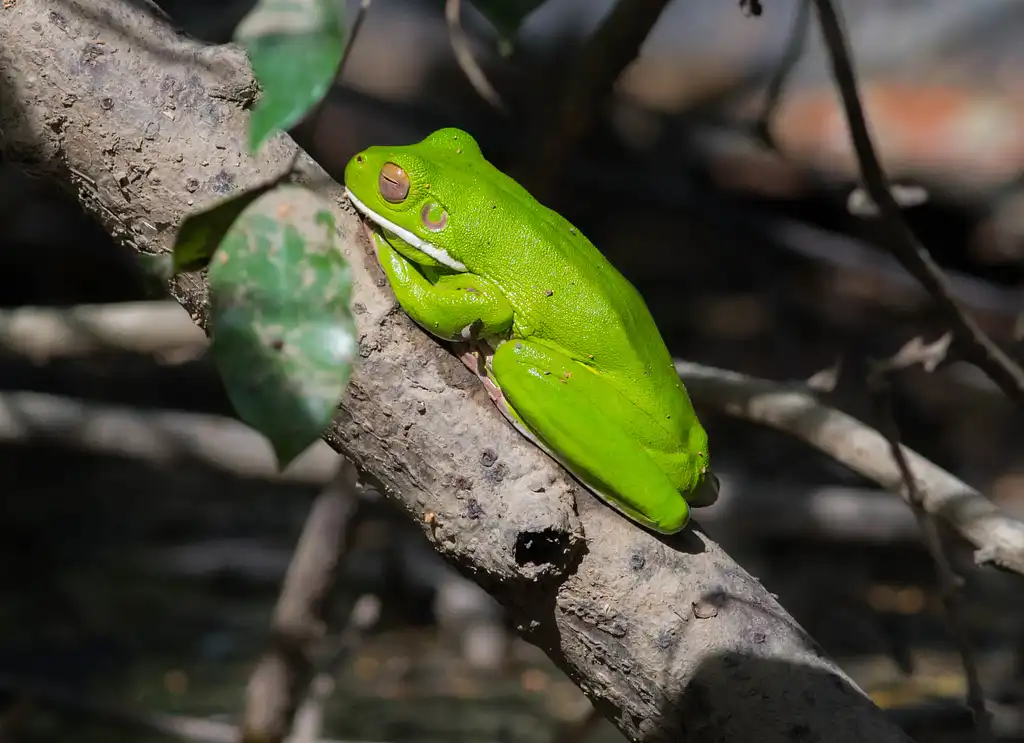 Daintree Rainforest Night Tour | Afternoon Departure