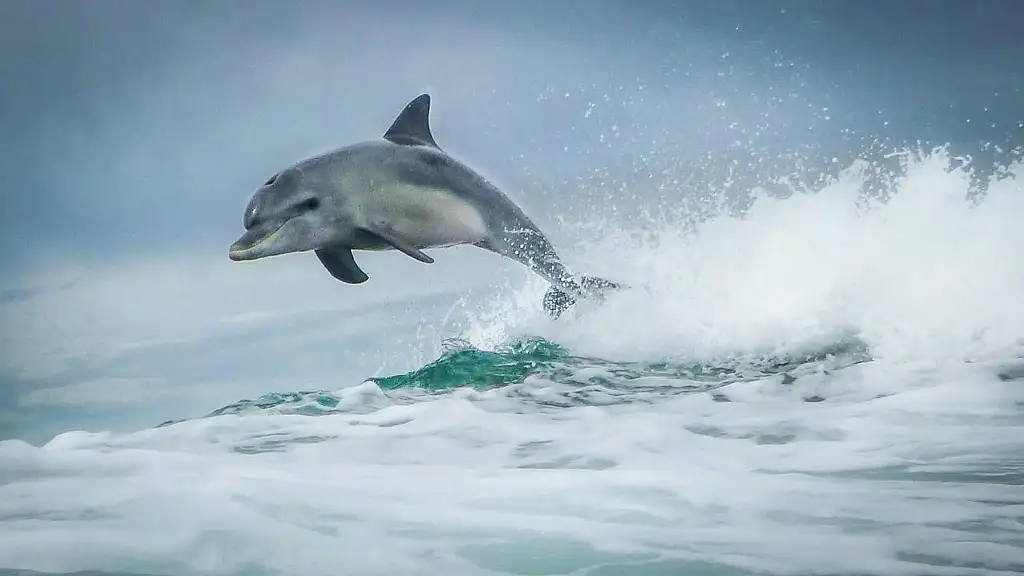 Swim with Wild Dolphins - Departing Perth