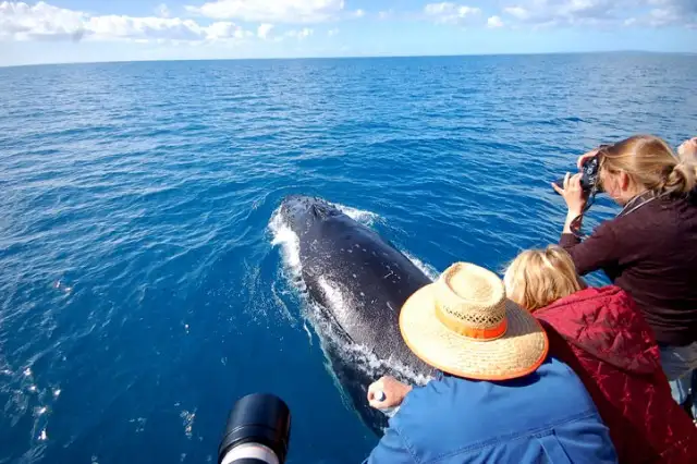 Jervis Bay Whale Watching Cruise