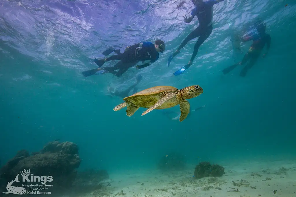 Whale Shark Snorkelling Adventure Tour (March-July) | Departing Exmouth