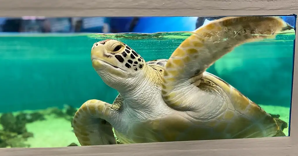 Cairns Aquarium by Sunrise