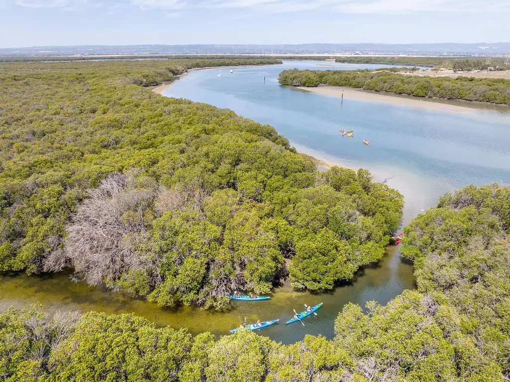 Dolphin Sanctuary Mangroves Tour