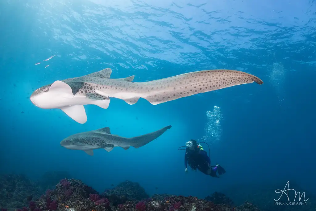 Certified Dive Tour At Julian Rocks