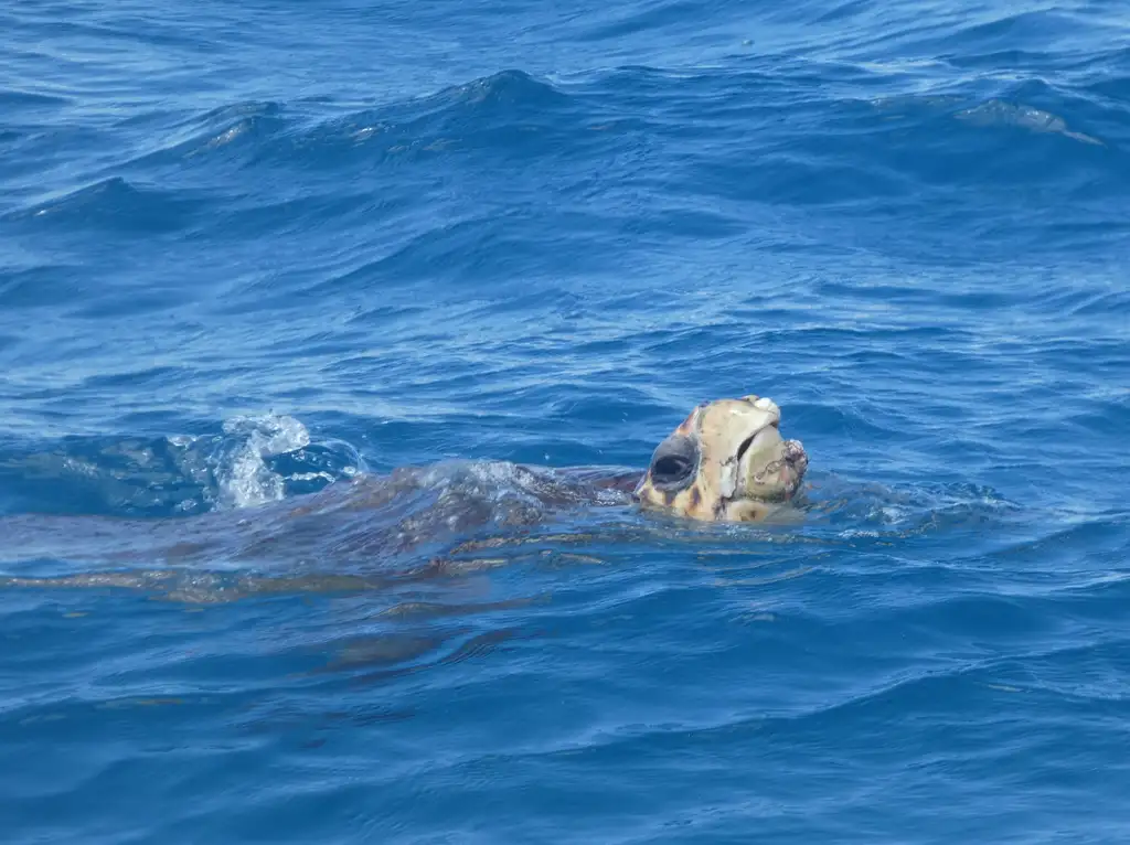 Hervey Bay Nature Cruise