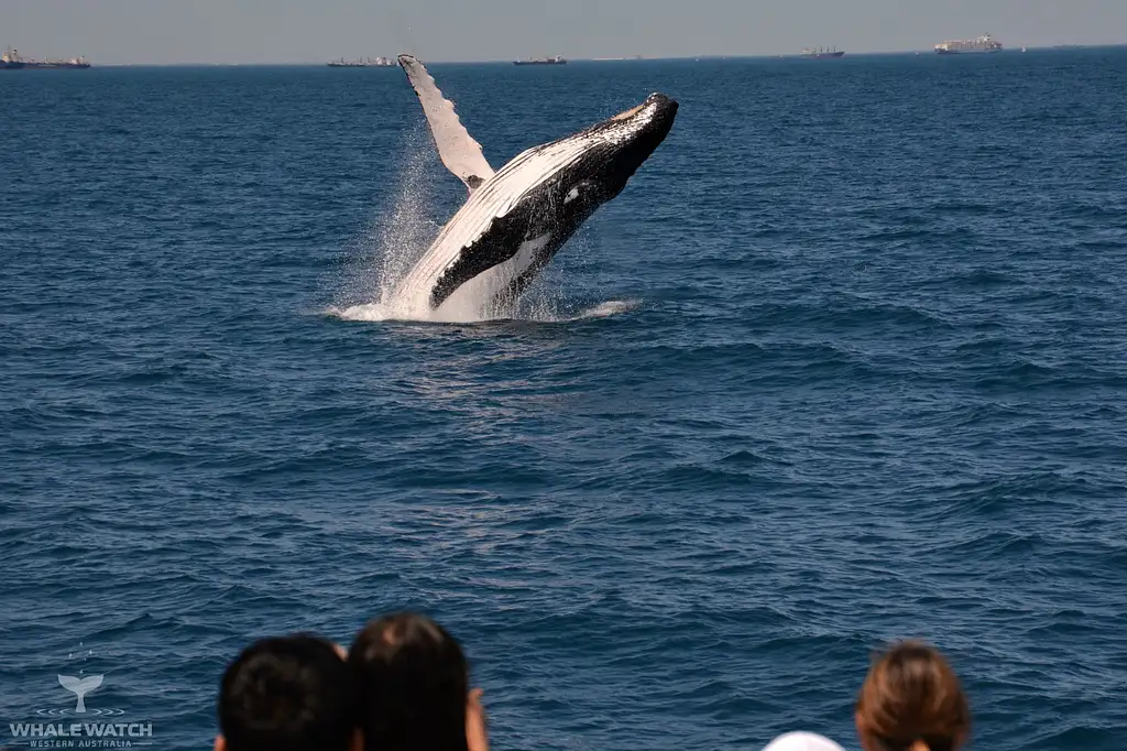 Whale Watching Tour From Perth