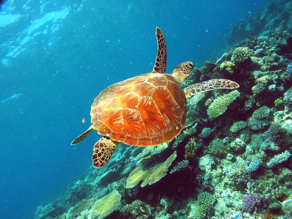 Great Barrier Reef Snorkelling Half Day Tour  | Mission Beach