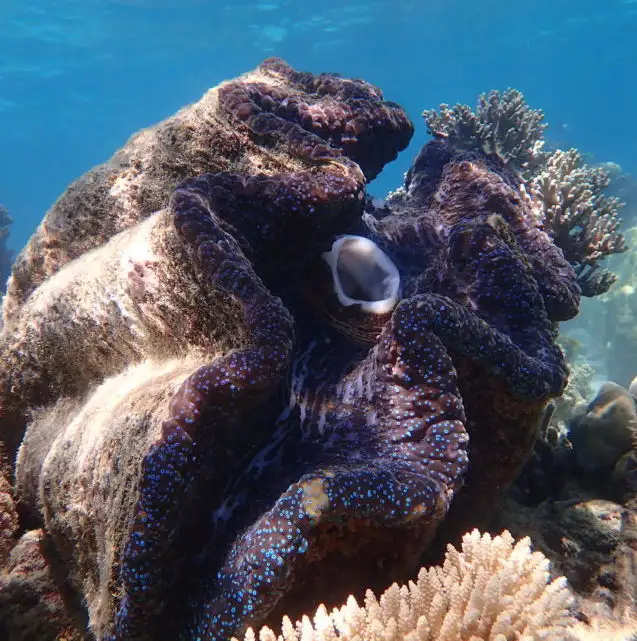 Outer Reef Mackay Cay Luxury Cruise