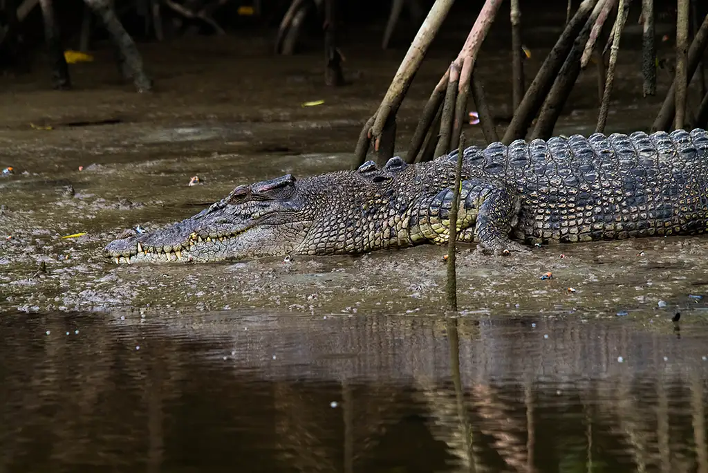 5 Day - Best of Cairns, Great Barrier Reef & Daintree | Intrepid Tour