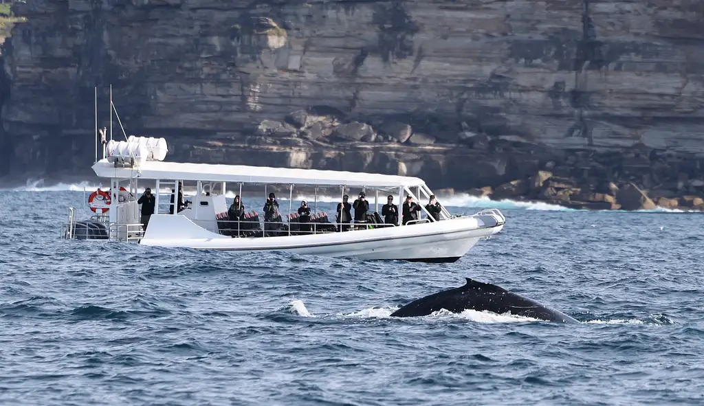 Whale Watching on vessel OSPREY - Circular Quay