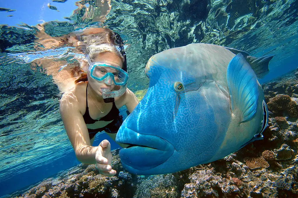 Cairns to Great Barrier Reef Cruise | Reef Magic Cruises