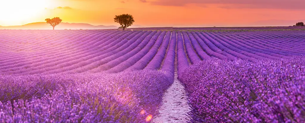 Tour of the fields of lavender and Gorges du Verdon from Nice