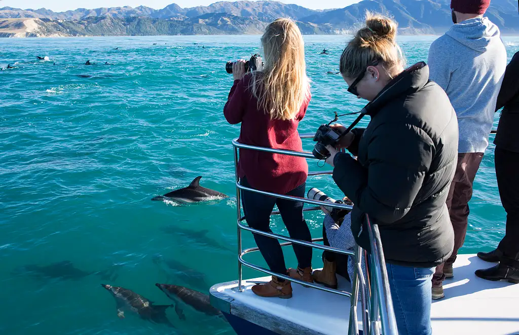 Dolphin Encounter In Kaikoura | Swim or Spectator Options