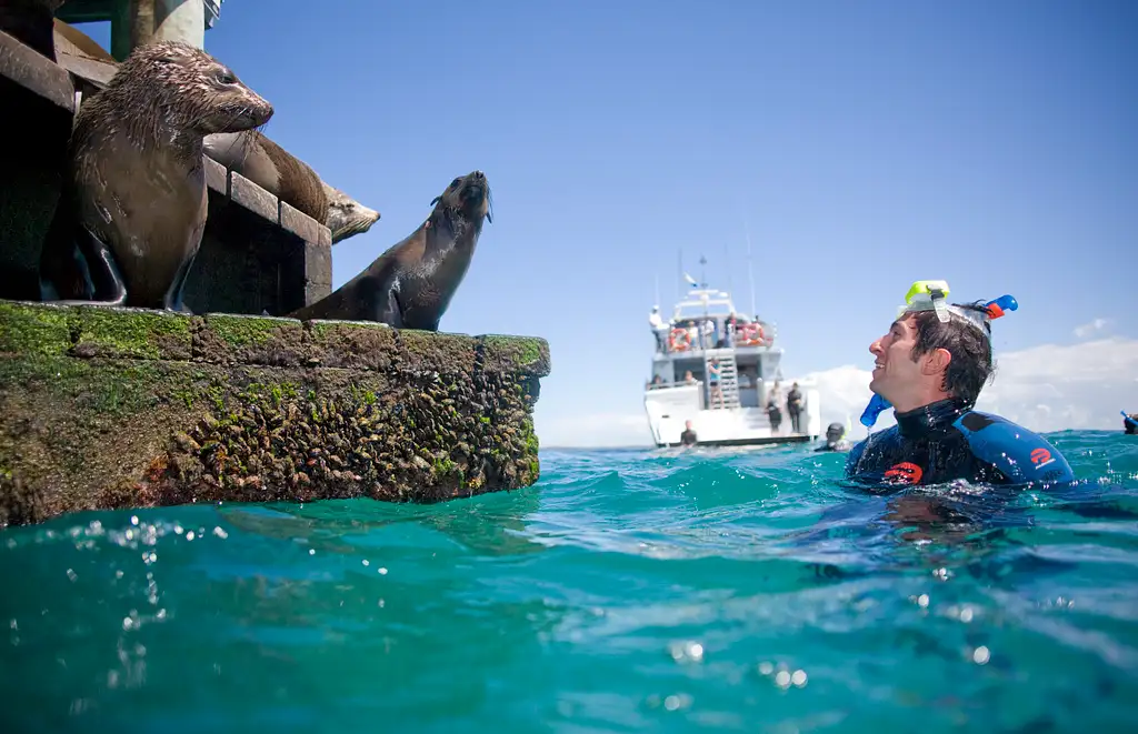 2 Hour Snorkel and Swim with Seals