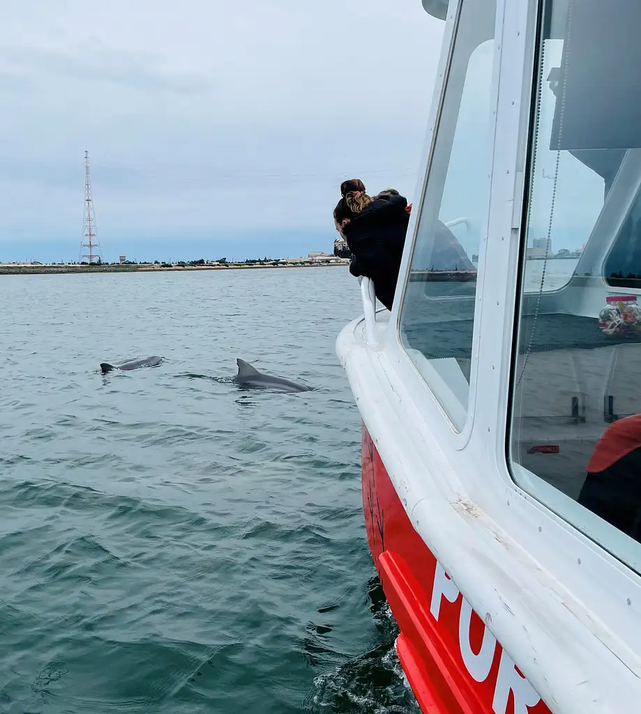 Port River Dolphin Cruise