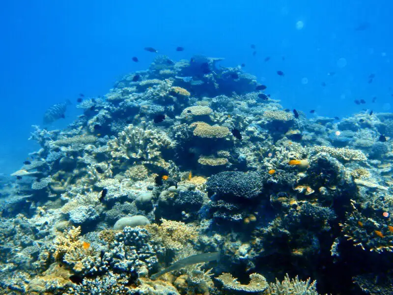 Snorkel with Turtles at Mudjimba Island