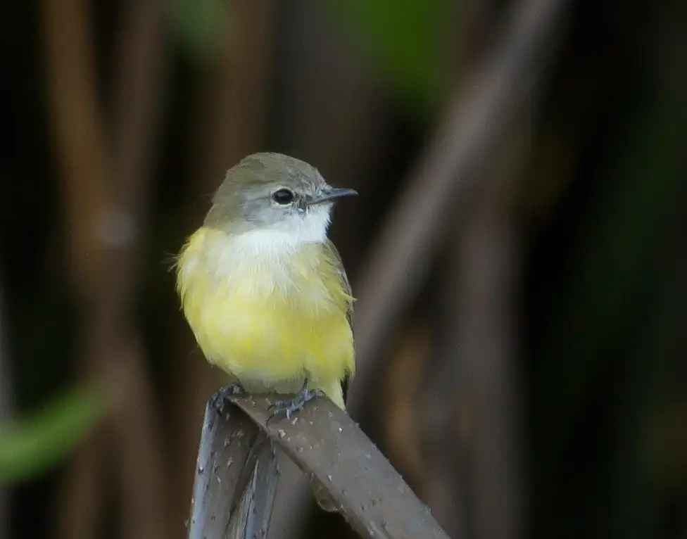 Darwin Wetland Experience