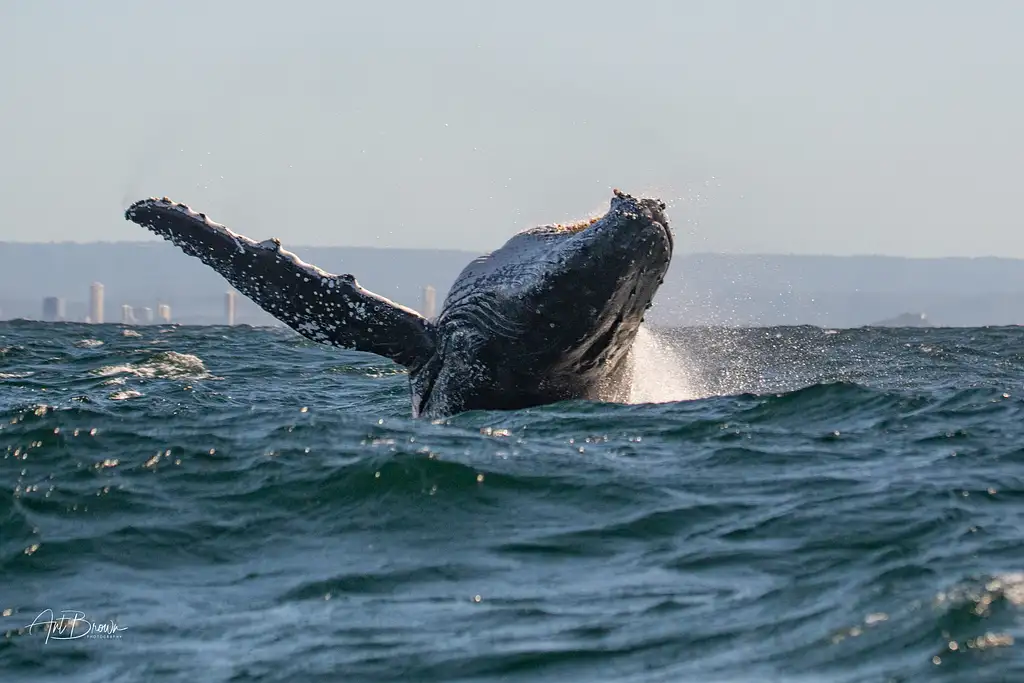 Safari-Style Whale Watching